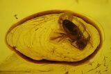 mm Fossil Beetle & Three Small Flies In Baltic Amber #123382-1